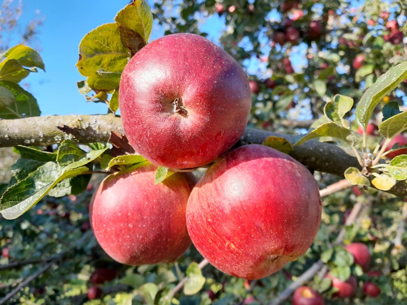 Apfel | Bio