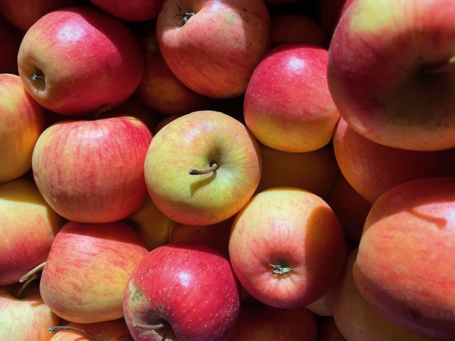 Apfel Pinova I Bio