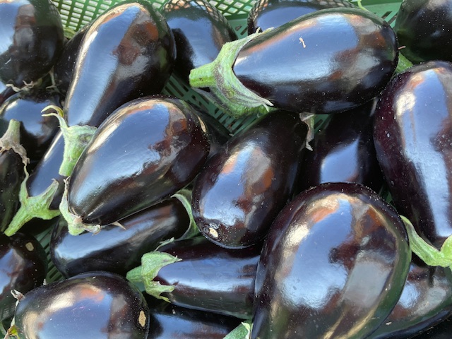 Aubergine | Bio