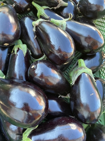 Aubergine I Bio