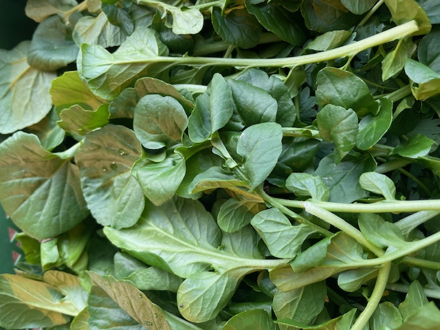 Barbarakraut I Bio