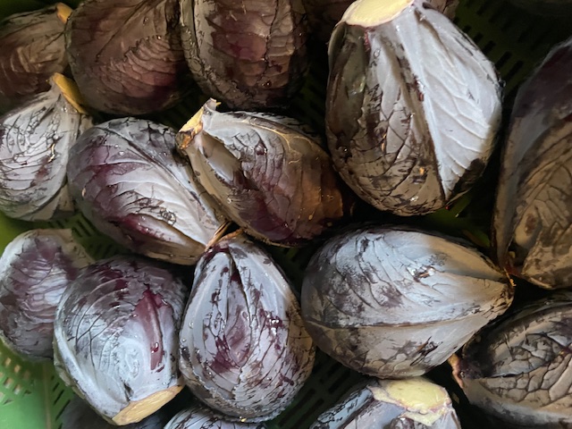 Blaukraut I Bio