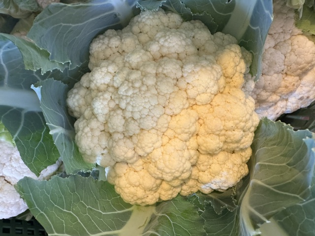 Blumenkohl | Bio