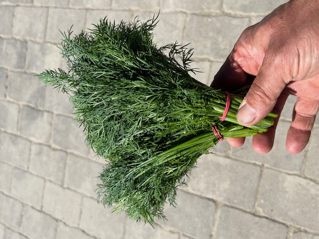 Dill | 5 Stück | Bio