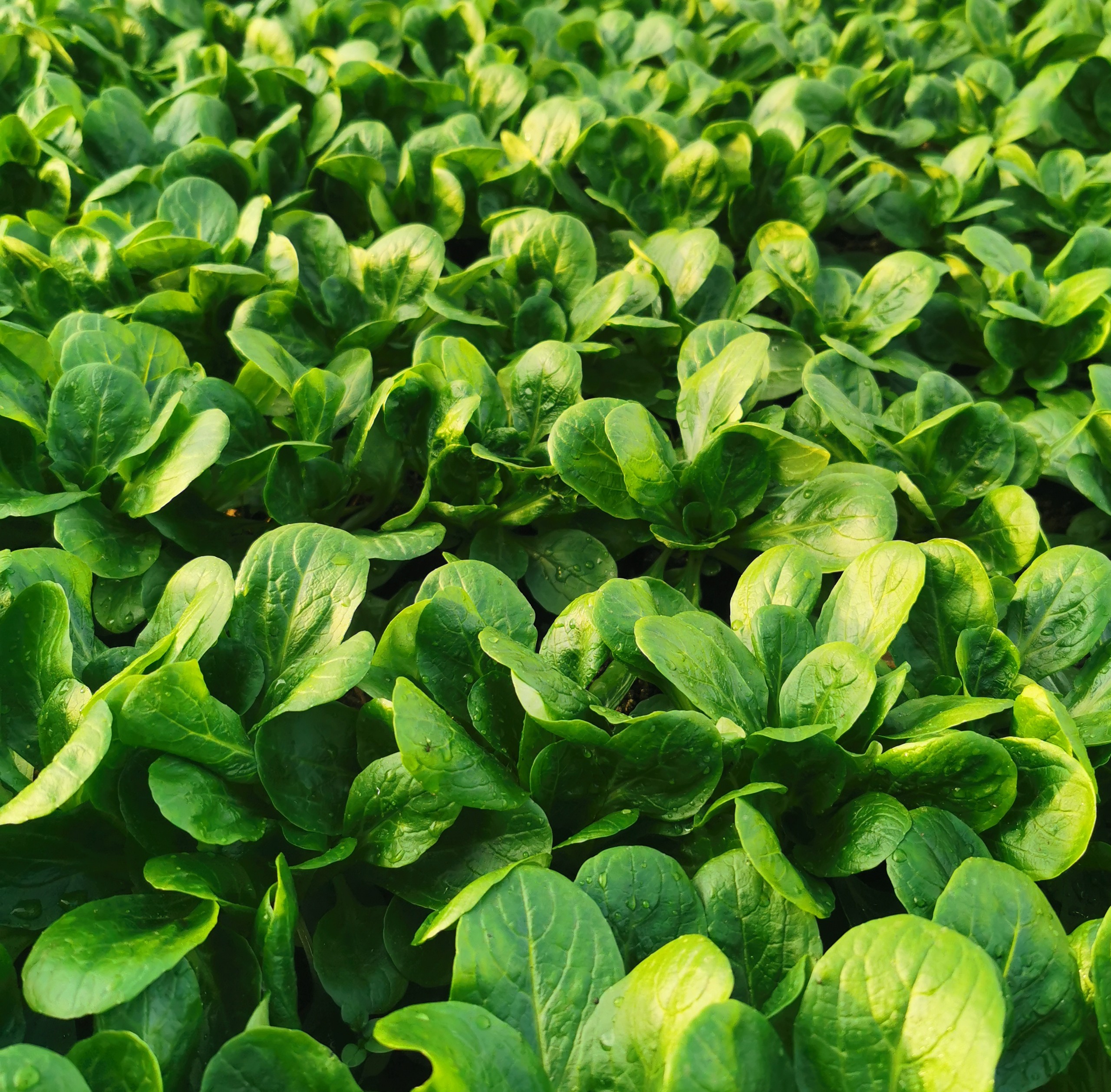 Feldsalat | Bio