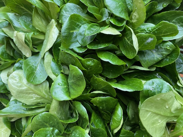 Feldsalat I Bio