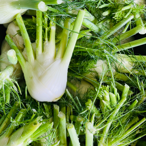 Fenchel I Bio