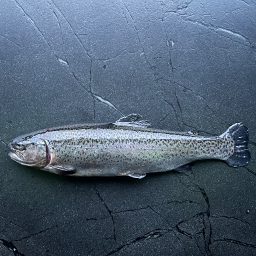 Fisch | Forelle | Frisch