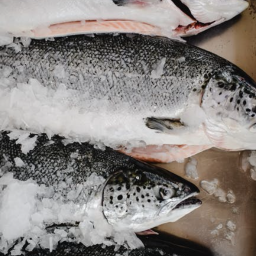 Fisch | Lachsforelle (groß)