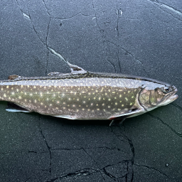 Fisch | Saibling | Frisch