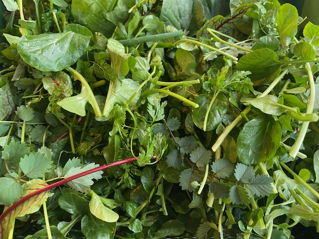 Kräuter für grüne Soße oder für Kräutersalat I Bio