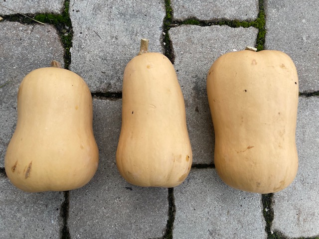 Kürbis Butternut I Bio