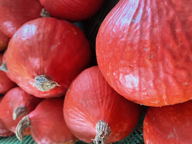 Kürbis Hokkaido I Bio