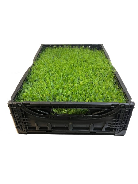 Microgreens | Erbse (ca. 600g)