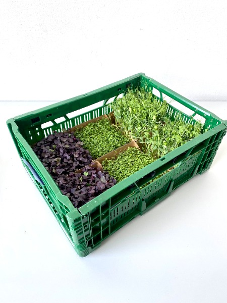 Microgreens Genussmix (6 Sorten)