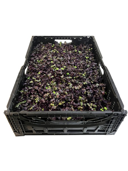 Microgreens | Radieschen (ca. 500g)