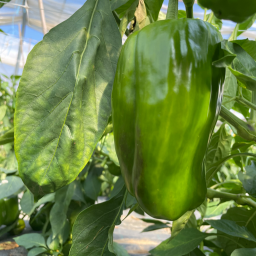 Paprika Blockpaprika grün | Bio